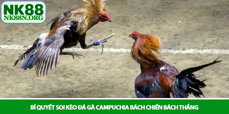 Đá gà Campuchia - Đấu trường Thomo kịch tính tại NK88 3 Bí quyết soi kèo đá gà Campuchia bách chiến bách thắng