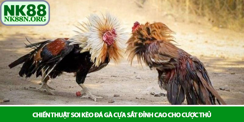 Đá gà cựa sắt - Những trận chiến tranh tài rực lửa tại NK88 3 Chiến thuật soi kèo đá gà cựa sắt đỉnh cao cho cược thủ