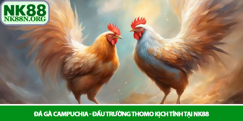 Đá gà Campuchia - Đấu trường Thomo kịch tính tại NK88 1 Đá gà Campuchia - Đấu trường Thomo kịch tính tại NK88