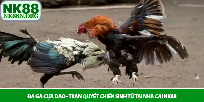 Đá gà cựa dao - Trận quyết chiến sinh tử tại nhà cái NK88 7 Đá gà cựa dao - Trận quyết chiến sinh tử tại nhà cái NK88