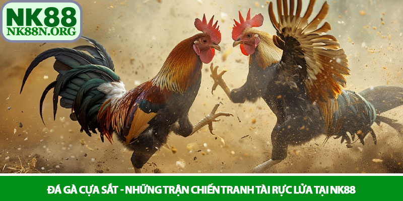 Đá gà cựa sắt - Những trận chiến tranh tài rực lửa tại NK88 1 Đá gà cựa sắt - Những trận chiến tranh tài rực lửa tại NK88