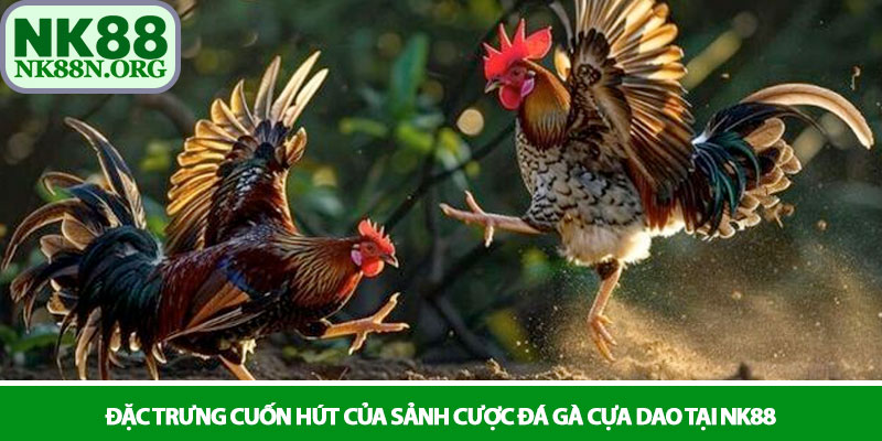 Đá gà cựa dao - Trận quyết chiến sinh tử tại nhà cái NK88 2 Đặc trưng cuốn hút của sảnh cược đá gà cựa dao tại NK88
