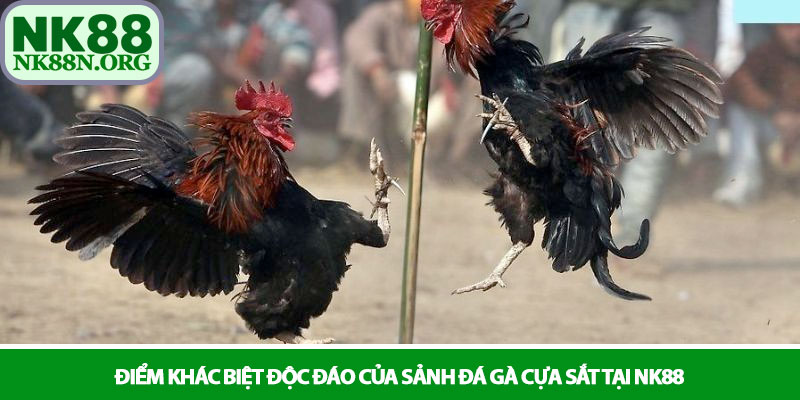 Đá gà cựa sắt - Những trận chiến tranh tài rực lửa tại NK88 2 Điểm khác biệt độc đáo của sảnh đá gà cựa sắt tại NK88