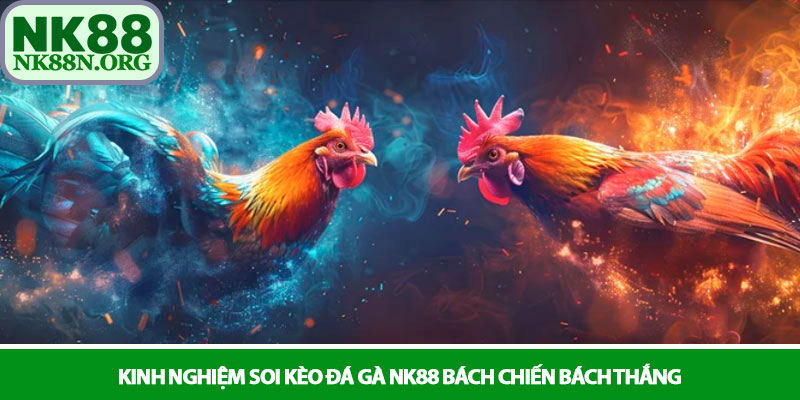Đá gà NK88 - Đấu trường chiến kê sôi động và kịch tính 3 Kinh nghiệm soi kèo đá gà NK88 bách chiến bách thắng