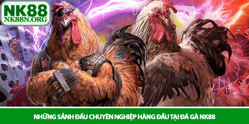 Đá gà NK88 - Đấu trường chiến kê sôi động và kịch tính 2 Những sảnh đấu chuyên nghiệp hàng đầu tại Đá gà NK88