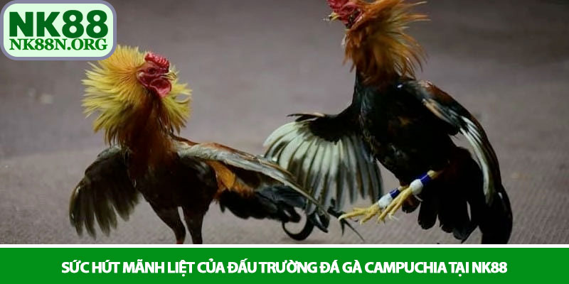 Đá gà Campuchia - Đấu trường Thomo kịch tính tại NK88 2 Sức hút mãnh liệt của đấu trường đá gà Campuchia tại NK88