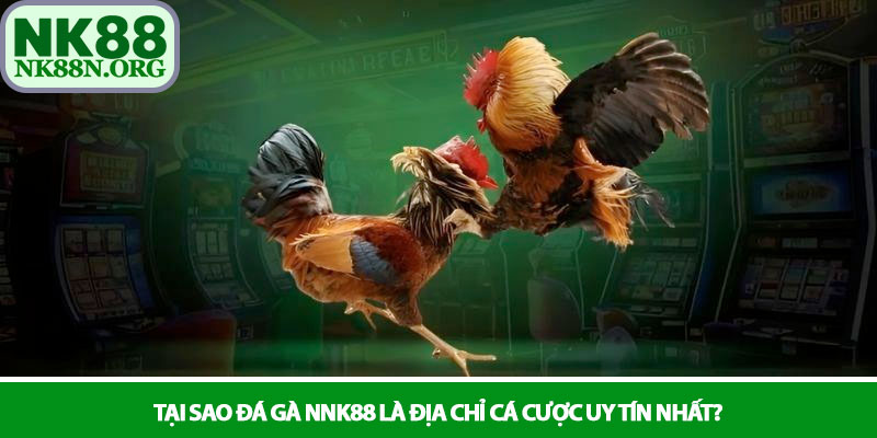 Đá gà NK88 - Đấu trường chiến kê sôi động và kịch tính 4 Tại sao Đá gà NNK88 là địa chỉ cá cược uy tín nhất?