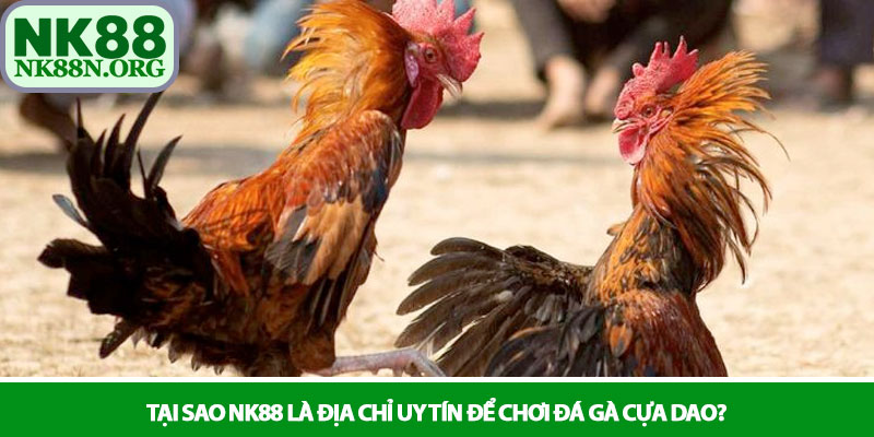 Đá gà cựa dao - Trận quyết chiến sinh tử tại nhà cái NK88 4 Tại sao NK88 là địa chỉ uy tín để chơi đá gà cựa dao?