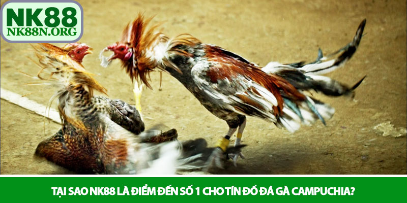 Đá gà Campuchia - Đấu trường Thomo kịch tính tại NK88 4 Tại sao NK88 là điểm đến số 1 cho tín đồ đá gà Campuchia?