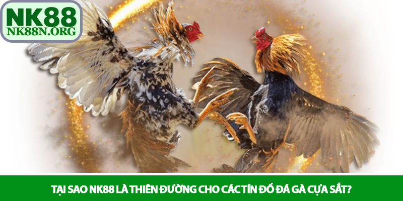 Đá gà cựa sắt - Những trận chiến tranh tài rực lửa tại NK88 4 Tại sao NK88 là thiên đường cho các tín đồ đá gà cựa sắt?